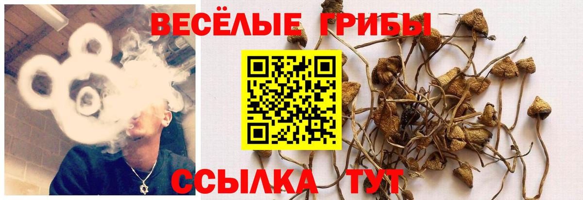 Псилоцибиновые грибы MAGIC MUSHROOMS  Вход с VPN  Чапаевск 